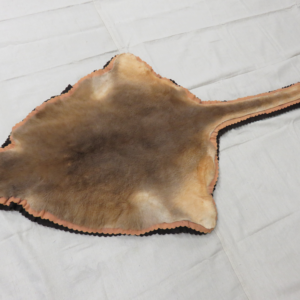 Australian Kangaroo Hide X-119k - The Taxidermy Mounts For Sale